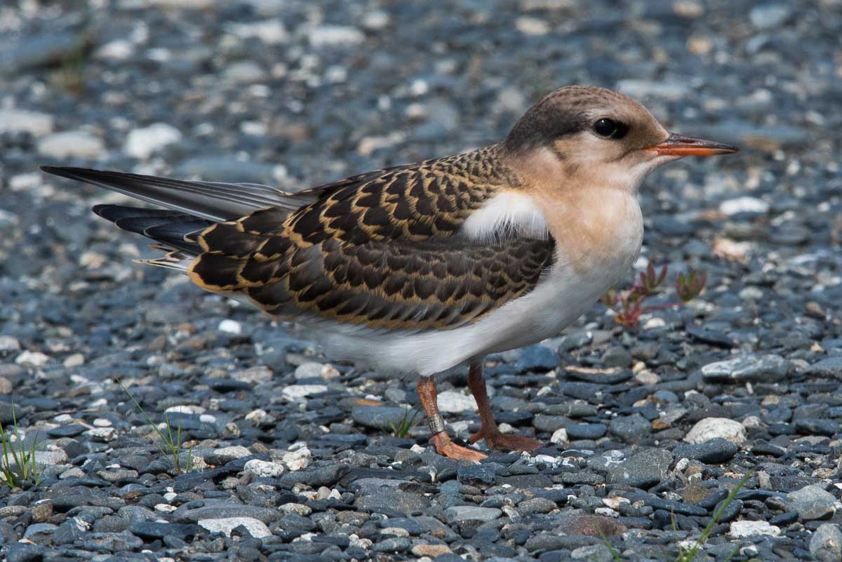 Photo by Morgan Barnes - Alaska Department of Fish and Game (ADFG)