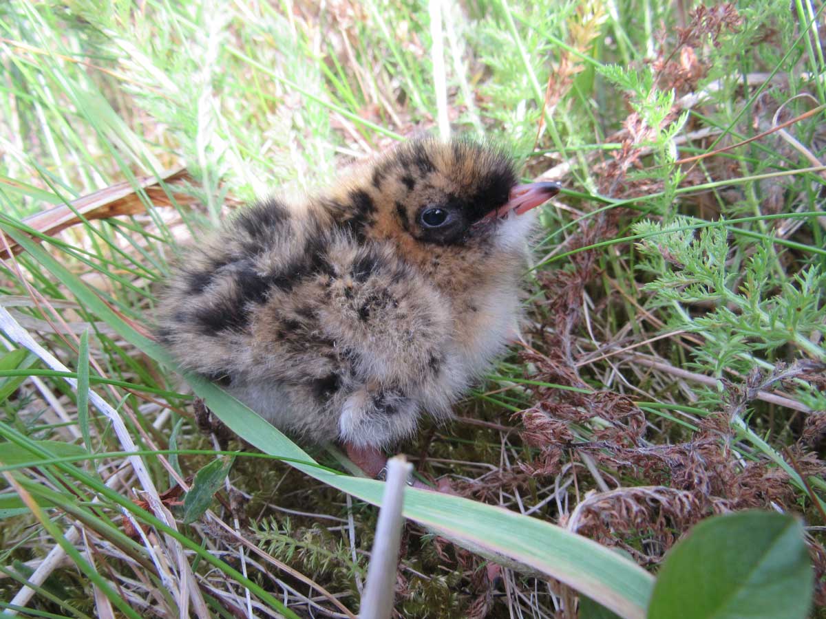 Photo by Jill Tengeres - Alaska Department of Fish and Game (ADFG)