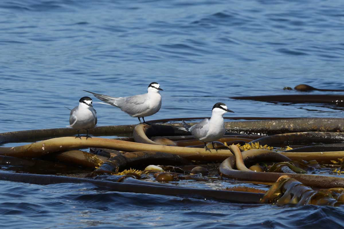 Photo by Robin Corcoran - Alaska Department of Fish and Game (ADFG)
