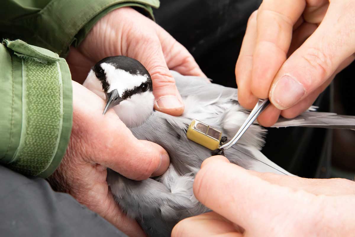 Photo by Lisa Hupp - Alaska Department of Fish and Game (ADFG)