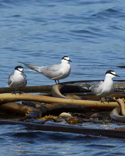 Aleutian Tern