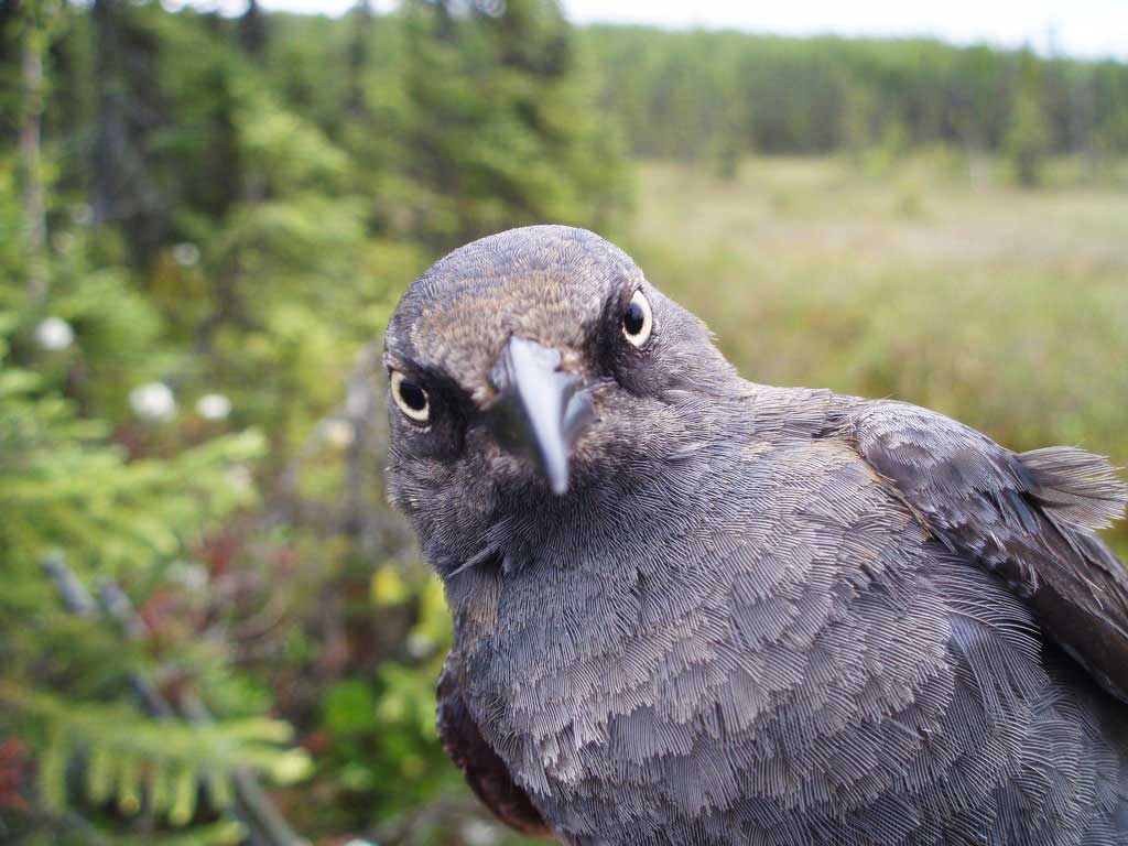 Rusty blackbird - Alaska Department of Fish and Game (ADFG)