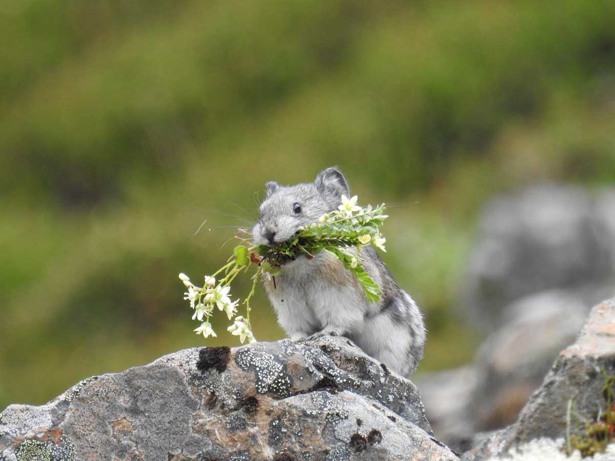 American pika  Washington Department of Fish & Wildlife