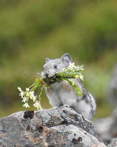 Collared Pika