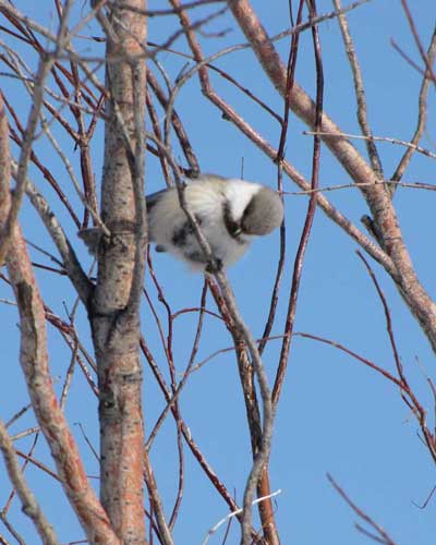 Gray-headed Chickadee Conservation