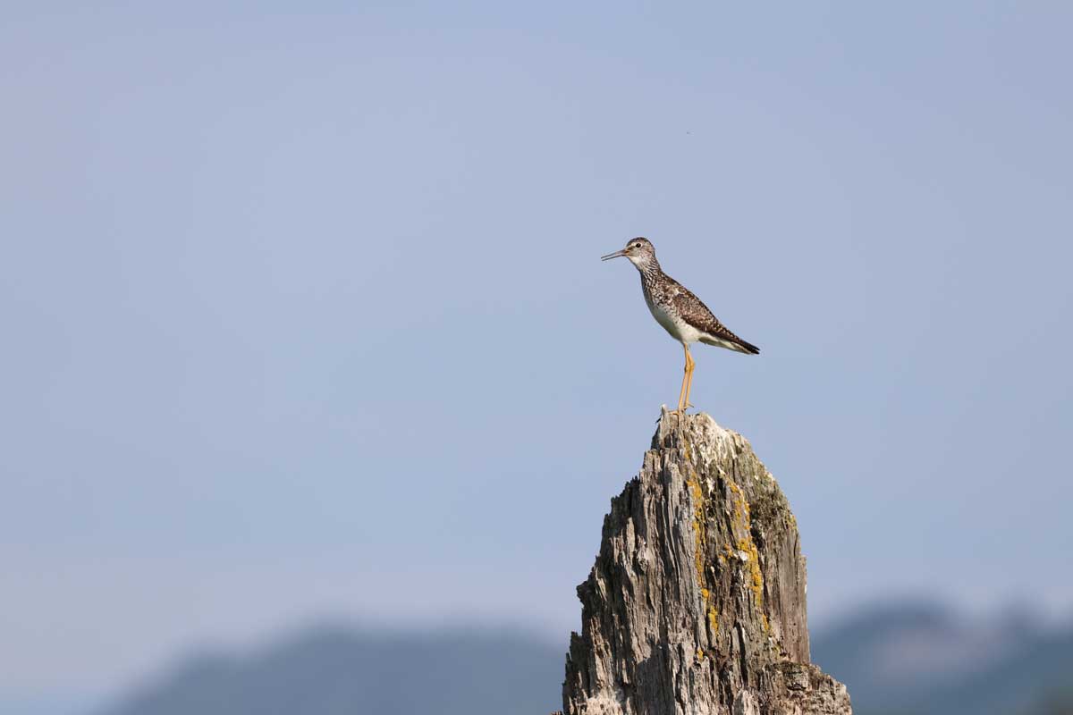 Photo by Katie Christie, ADF&G - Alaska Department of Fish and Game (ADFG)