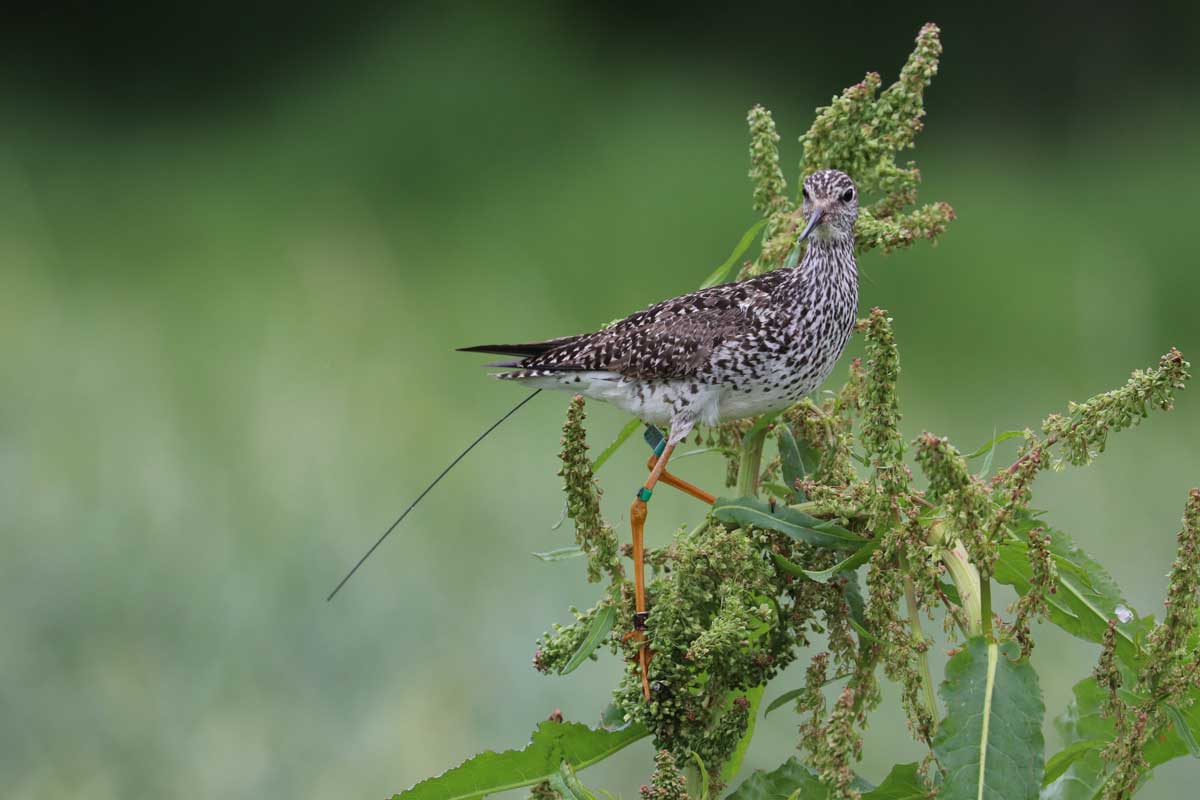 Photo by Katie Christie, ADF&G - Alaska Department of Fish and Game (ADFG)