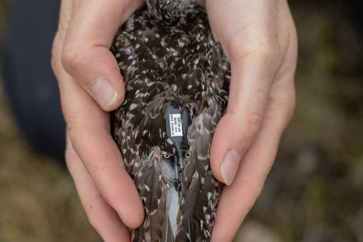 Photo by Laura McDuffie - Alaska Department of Fish and Game (ADFG)