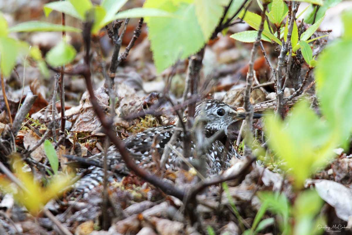 Photo by Shelby McCahon - Alaska Department of Fish and Game (ADFG)