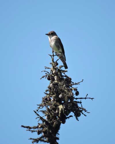 Olive-sided Flycatcher Migration & Breeding