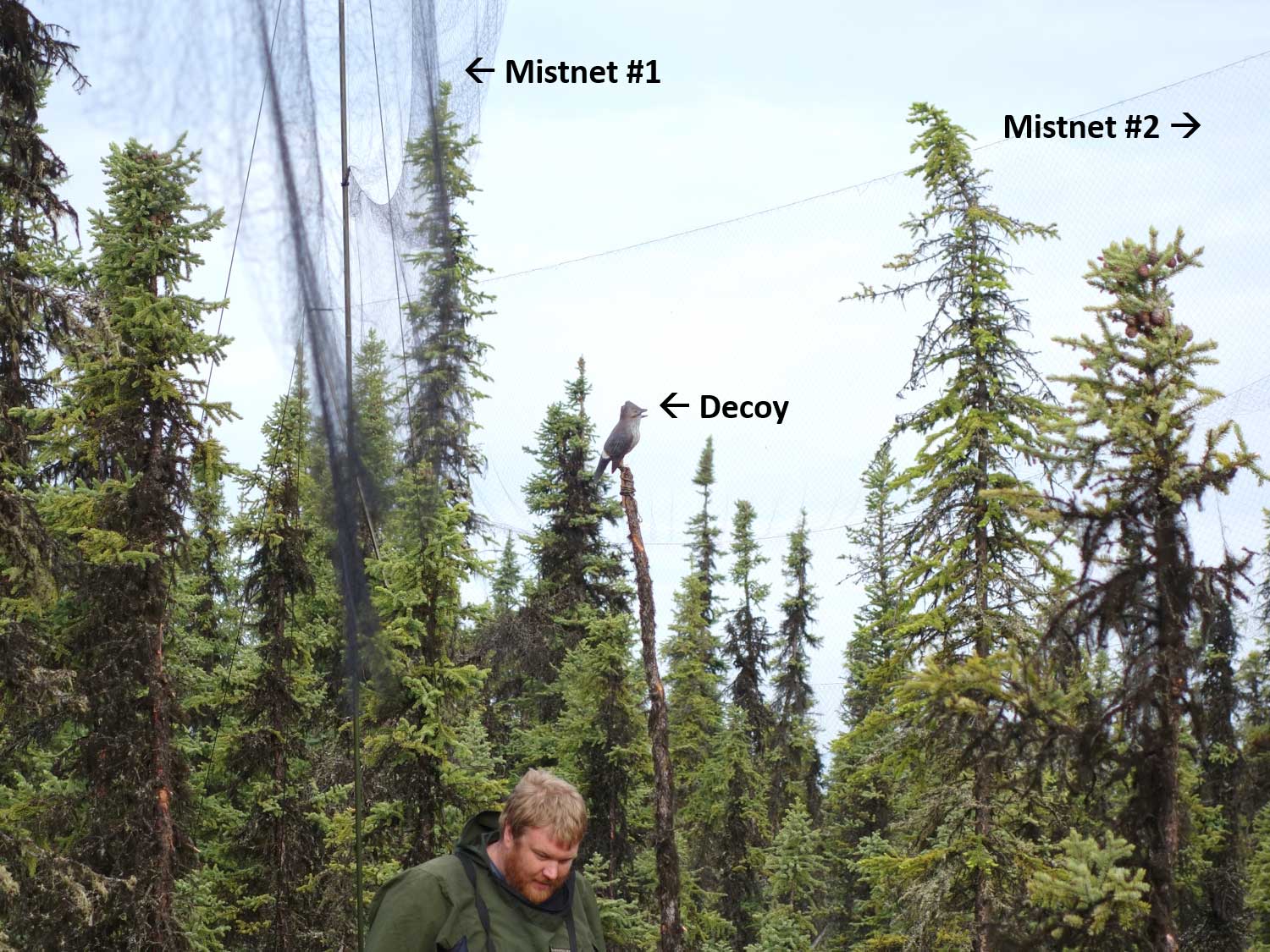 After an OSFL territory with a singing bird is located, we set up several mist nets, often in a V-shaped pattern.  Mist nets are very tall, attached to poles and vertical to the ground.  Mistnets are made of fine material similar to a hair net and are especially made for trained scientists to safely capture songbirds.  We also set up a bird decoy (center) attached to an upright stick and play bird song with a device hidden in the brush directly below the decoy.  The territory owner views the decoy as a singing intruder!  When the territorial bird comes close to investigate, it is safely captured in a mistnet.  In 10-20 minutes, the bird is banded, measured, and has a small tag attached to track its migratory route, before it is released.  Photo: E. Allaby, ADFG - Alaska Department of Fish and Game (ADFG)