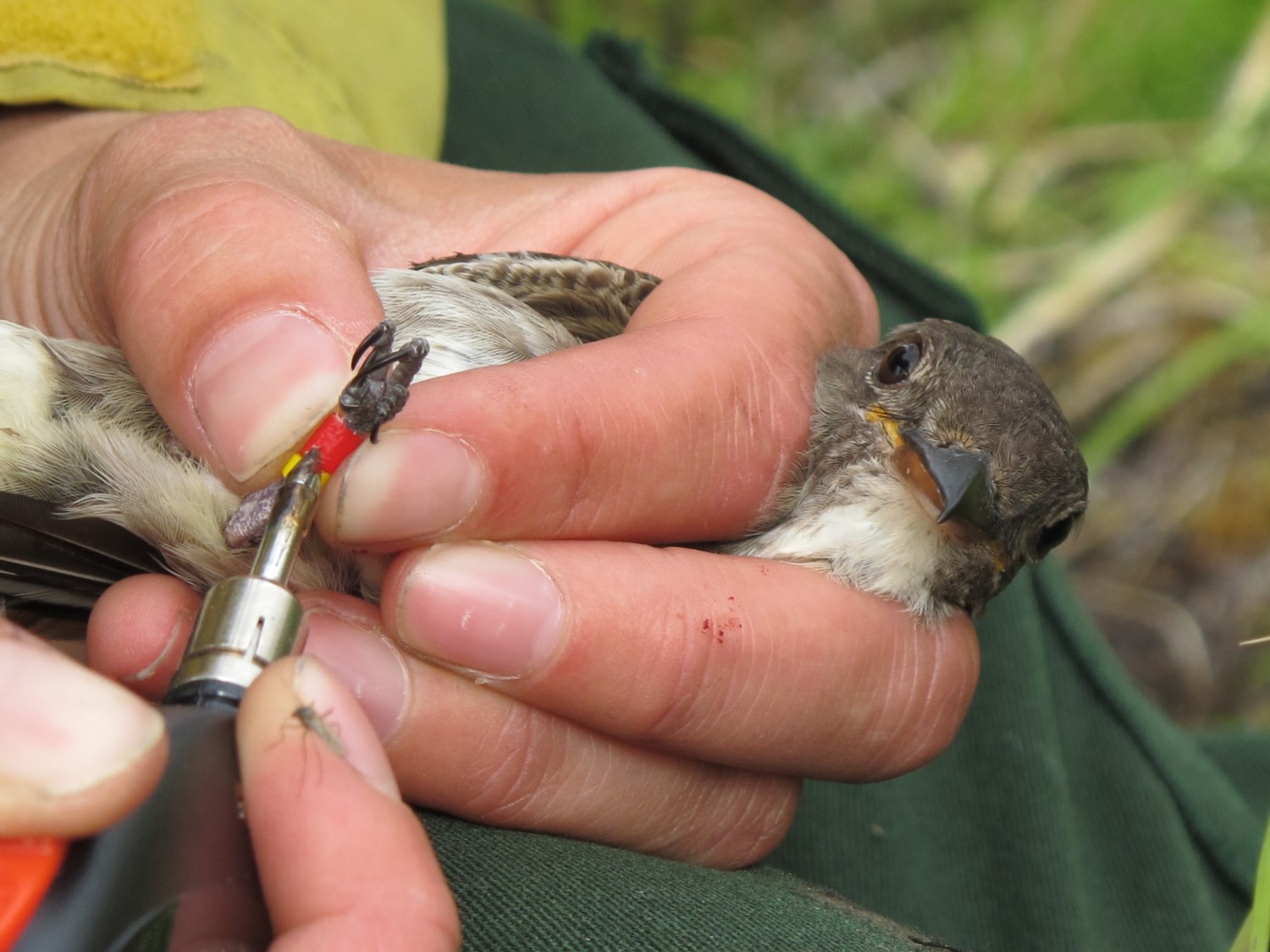 Adult bird in hand, sealing the ends of plastic leg bands that are uniquely color coded to the individual.  This enables us to identify individuals when they return, and continue to re-sight them over the years.  Resight data helps us estimate rates of adult mortality.  Photo:  J. Hagelin - Alaska Department of Fish and Game (ADFG)