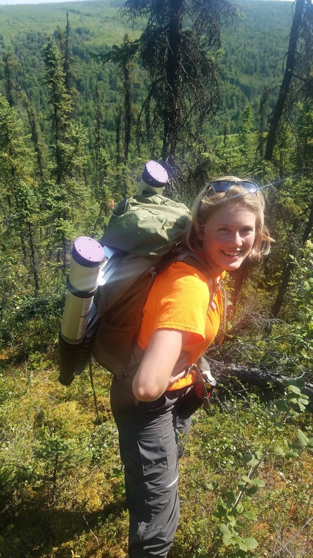 We sometimes hike into the field with plenty of gear, including (sometimes) a collapsible ladder!  This helps us gain access to a few nest trees that are relatively low to the ground to understand characteristics of successful nests.  Photo: E. Allaby, ADFG - Alaska Department of Fish and Game (ADFG)