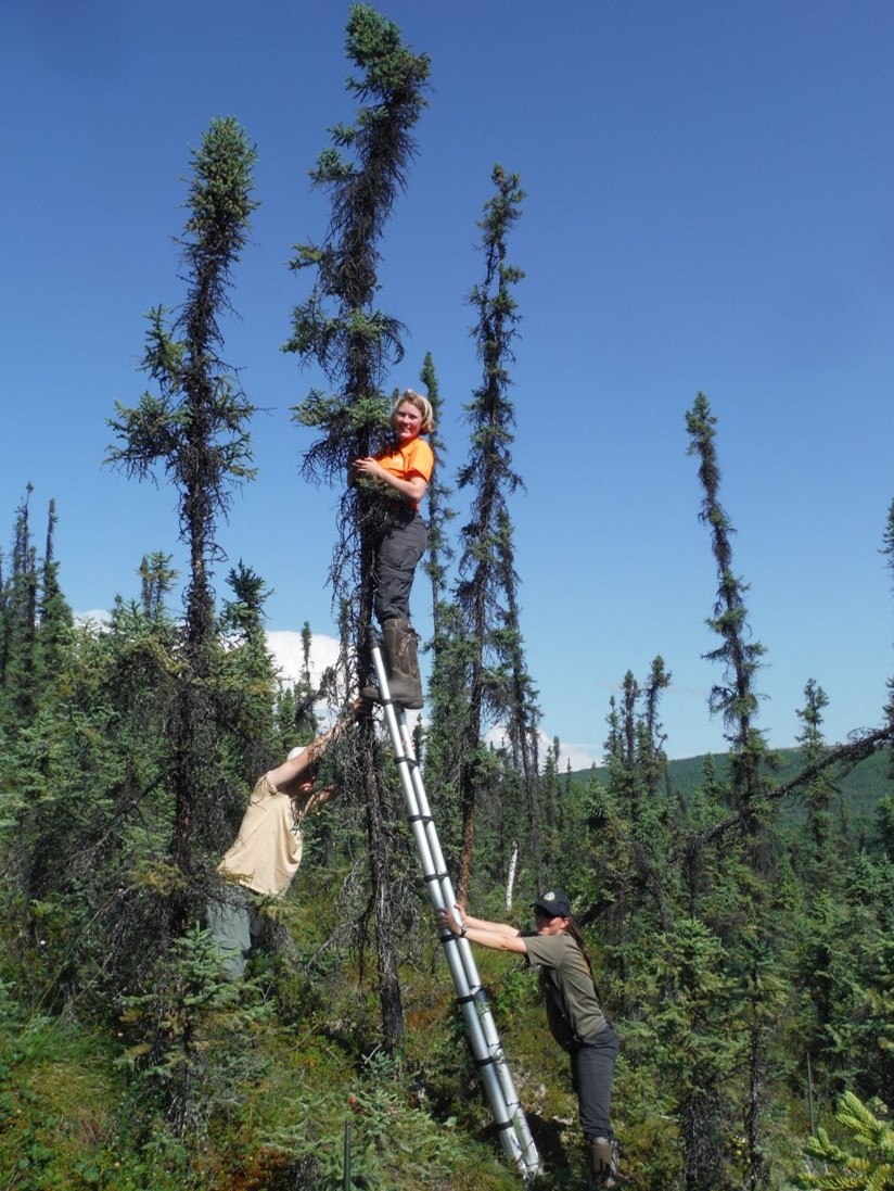 Not all OSFL nests are low to the ground, but some in central Alaska often occur in small trees, which are accessible with a telescopic ladder. This enables us to measure chicks and nest characteristics (once chicks depart). Both types of data helps us understand reproductive success in Alaska. Photo: J. Hagelin, ADFG. - Alaska Department of Fish and Game (ADFG)
