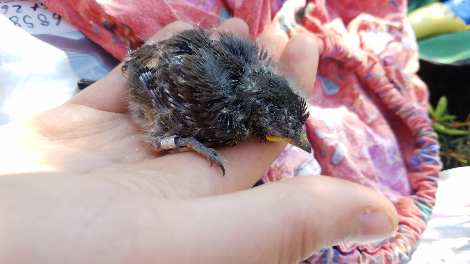 Parents rear ~2-4 OSFL young in ~20 days.  This chick is ~12 days old.  Young were gently removed from nest, placed in cotton drawstring “bird bag” (in background), in order to safely and quickly bring them down for measuring and banding.  Each receives a uniquely numbered metal (Federal) bird band and is carefully put back.  Contrary to urban myth, scent of human handling does not impact chicks– parents readily accept and feed their young when placed back in the nest.  Photo:  E. Allaby - Alaska Department of Fish and Game (ADFG)