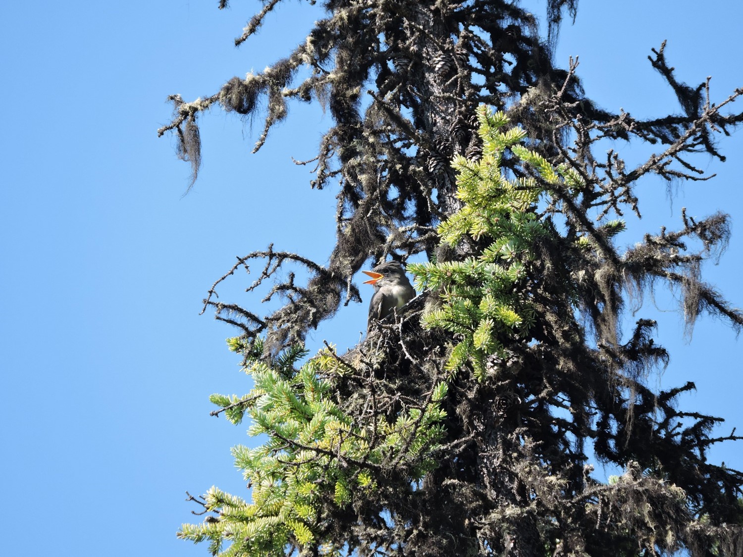 Begging chick that is ready to fledge (~20 days old) still in its nest (the others have just left, and this one is about to leave, too!).  Note the mouthparts are particularly bright/colorful in young birds.  Photo: E. Stacey. - Alaska Department of Fish and Game (ADFG)