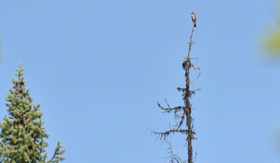 Olive-sided flycatcher atop a dead tree snag in boreal habitat, central Alaska.  Photo: J. Hagelin, ADFG - Alaska Department of Fish and Game (ADFG)