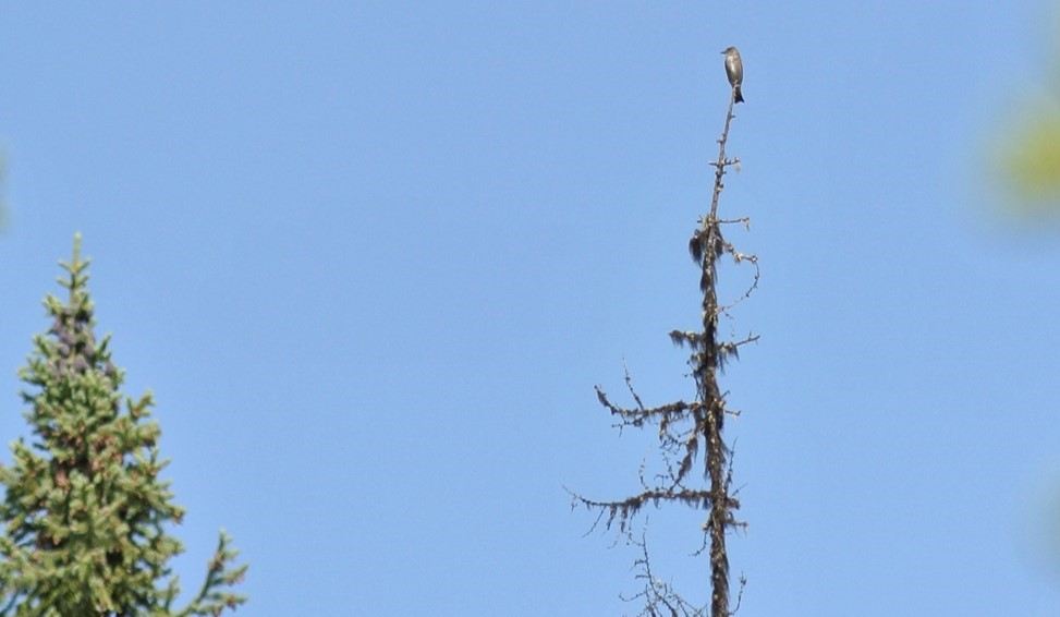 Olive-sided flycatcher atop a dead tree snag in boreal habitat, central Alaska. Photo: J. Hagelin, ADFG - Alaska Department of Fish and Game (ADFG)