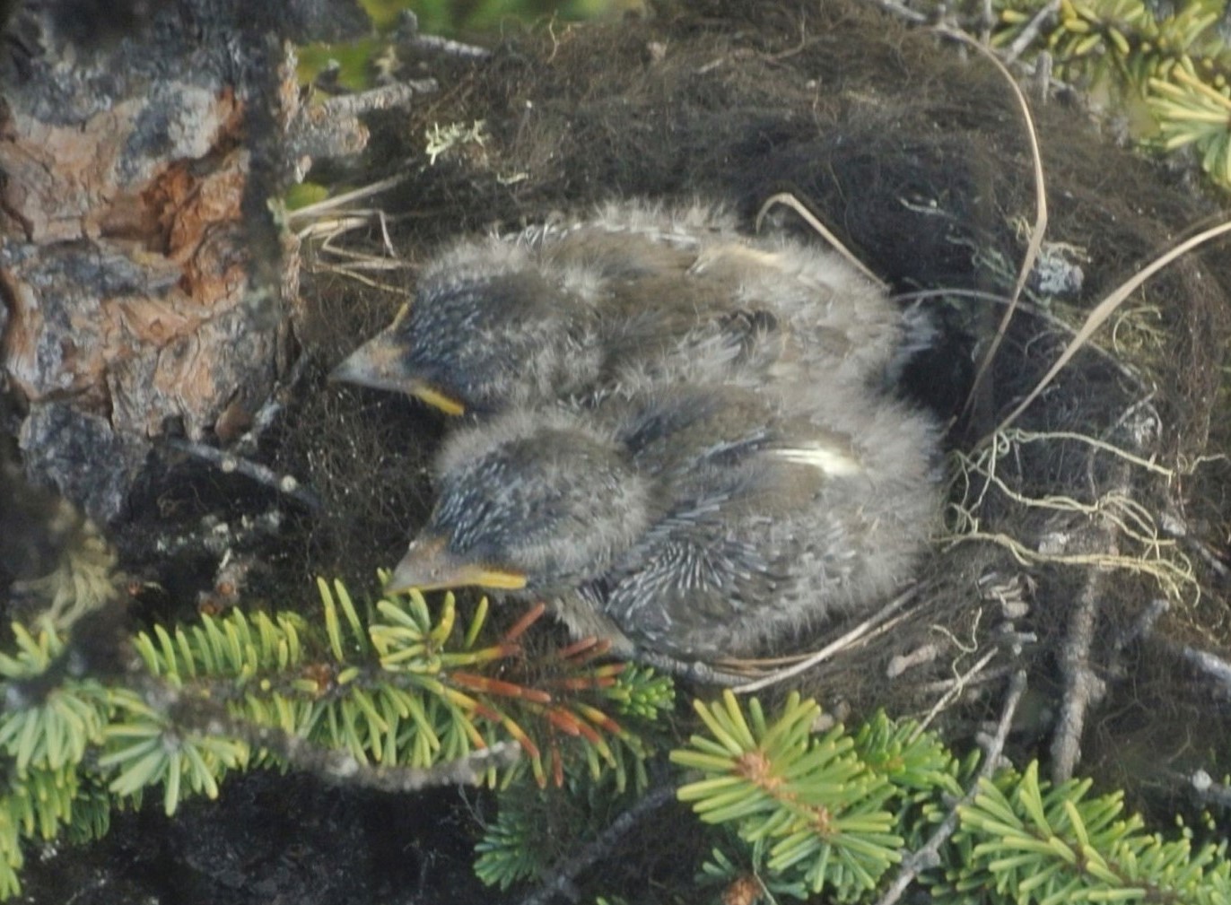 Two Olive-sided Flycatcher nestlings. Broods usually contain 2-4 eggs and chicks. Alaska nests are often built in black spruce habitat in live trees. Nests constructed of sticks and lined with lichen. - Alaska Department of Fish and Game (ADFG)