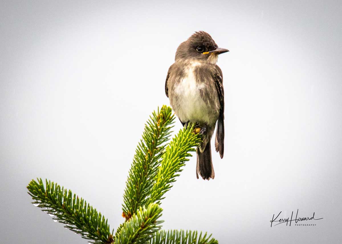 Photo by Kerry Howard - Alaska Department of Fish and Game (ADFG)