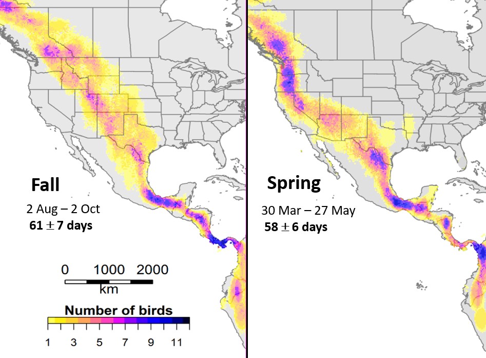 Overlay all daily location estimates for all birds in our study, count up when multiple birds overlap, generate a heat map. Enable us to static snapshot compare differences in fall and spring migration routes, as well as where overlap of Alaska breeders is greatest.Important locations in spring, you might want to focus conservation efforts in Pacific NW and BC. But year-round, clear corridor over smaller land mass in S. mexico and central America is important. - Alaska Department of Fish and Game (ADFG)