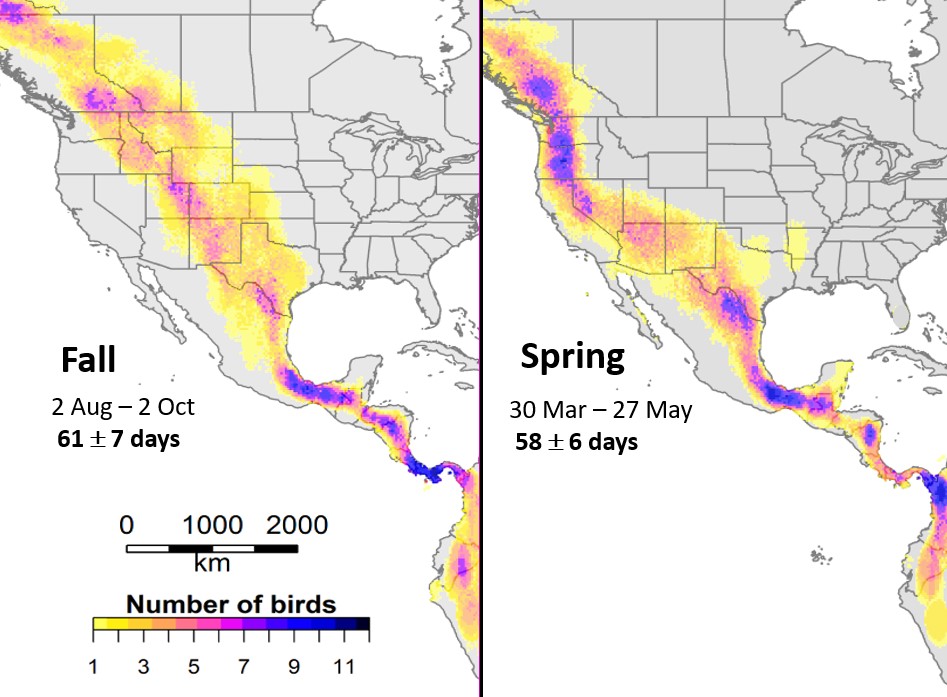 Overlay all daily location estimates for all birds in our study, count up when multiple birds overlap, generate a heat map.  Enable us to static snapshot compare differences in fall and spring migration routes, as well as where overlap of Alaska breeders is greatest.Important locations in spring, you might want to focus conservation efforts in Pacific NW and BC. But year-round, clear corridor over smaller land mass in S. mexico and central America is important. - Alaska Department of Fish and Game (ADFG)