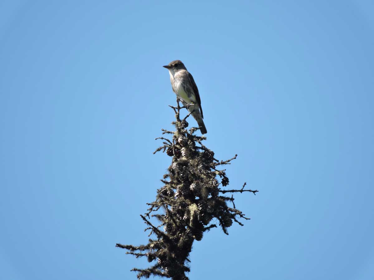 Male OSFL in typical location– acting as 'lookout' on his territory, typically from a dead-topped tree. Birds also catch insects on the wing from these perches, given their diet specializes in aerial insects. If you zoom in and look closely on bird’s right leg, you can BARELY see a yellow band right next to its belly. This demonstrates the challenges of detecting individually-color-banded birds from year to year. It takes patience to properly ID a returning migrant! Photo: N. Newberry. - Alaska Department of Fish and Game (ADFG)
