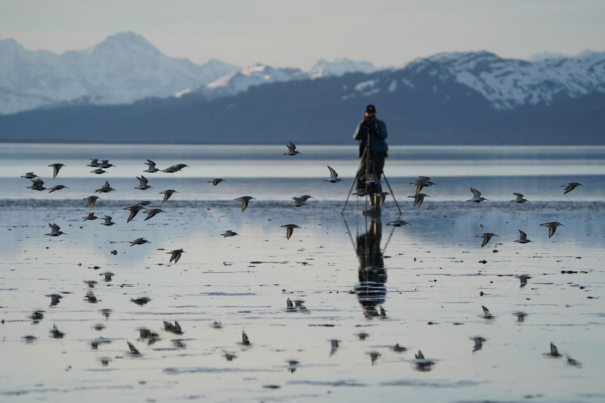 Photo by Blake Richard - Alaska Department of Fish and Game (ADFG)