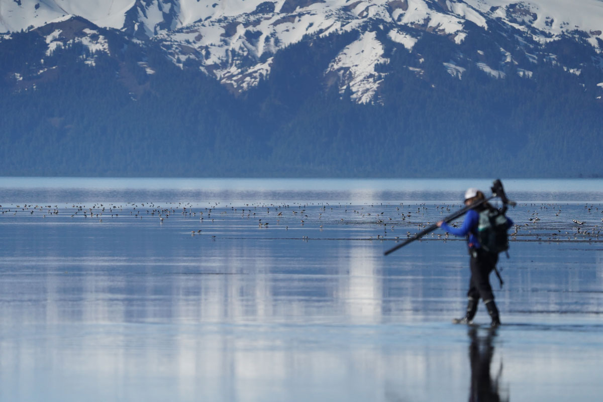 Photo by Blake Richard - Alaska Department of Fish and Game (ADFG)