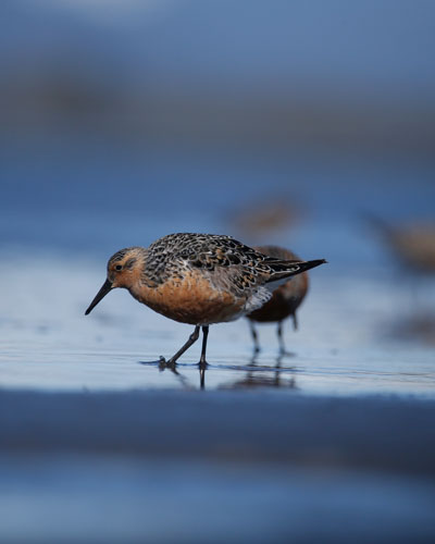 Red Knot