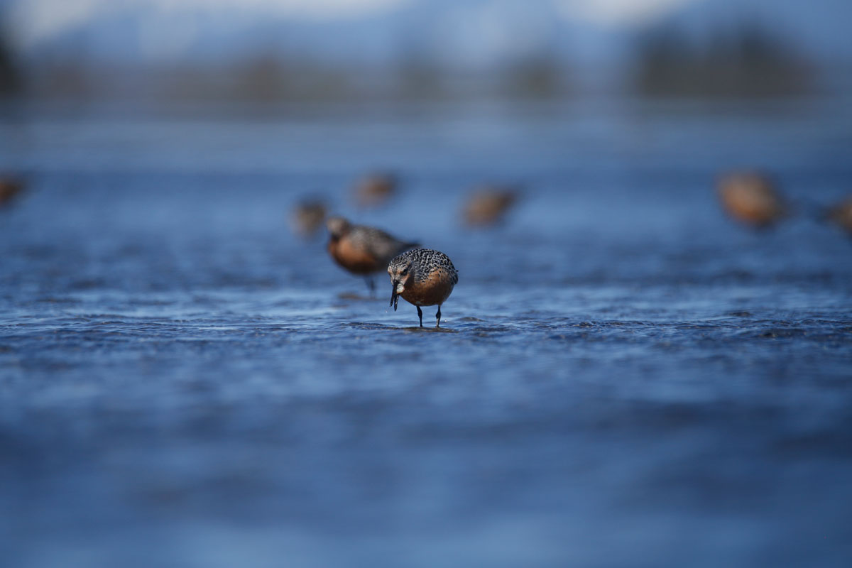 Photo by Blake Richard - Alaska Department of Fish and Game (ADFG)
