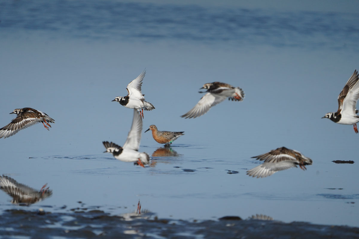 Photo by Blake Richard - Alaska Department of Fish and Game (ADFG)