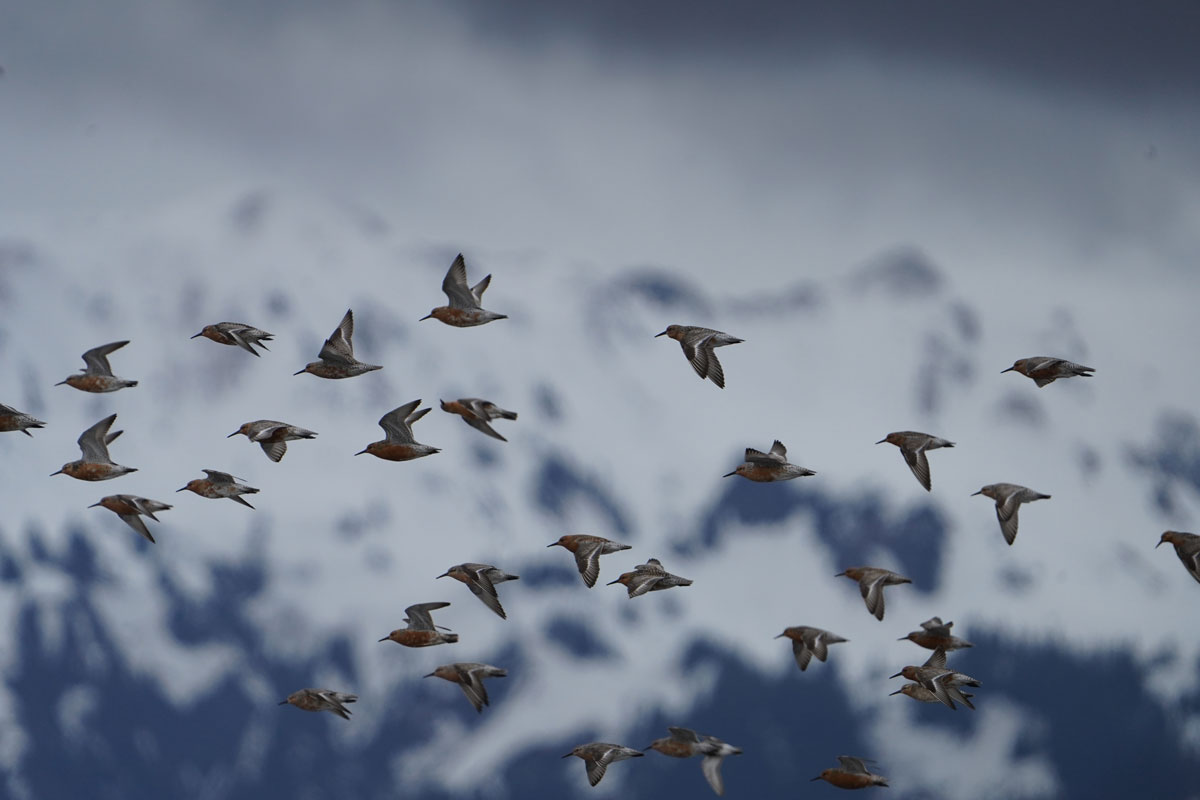 Photo by Blake Richard - Alaska Department of Fish and Game (ADFG)