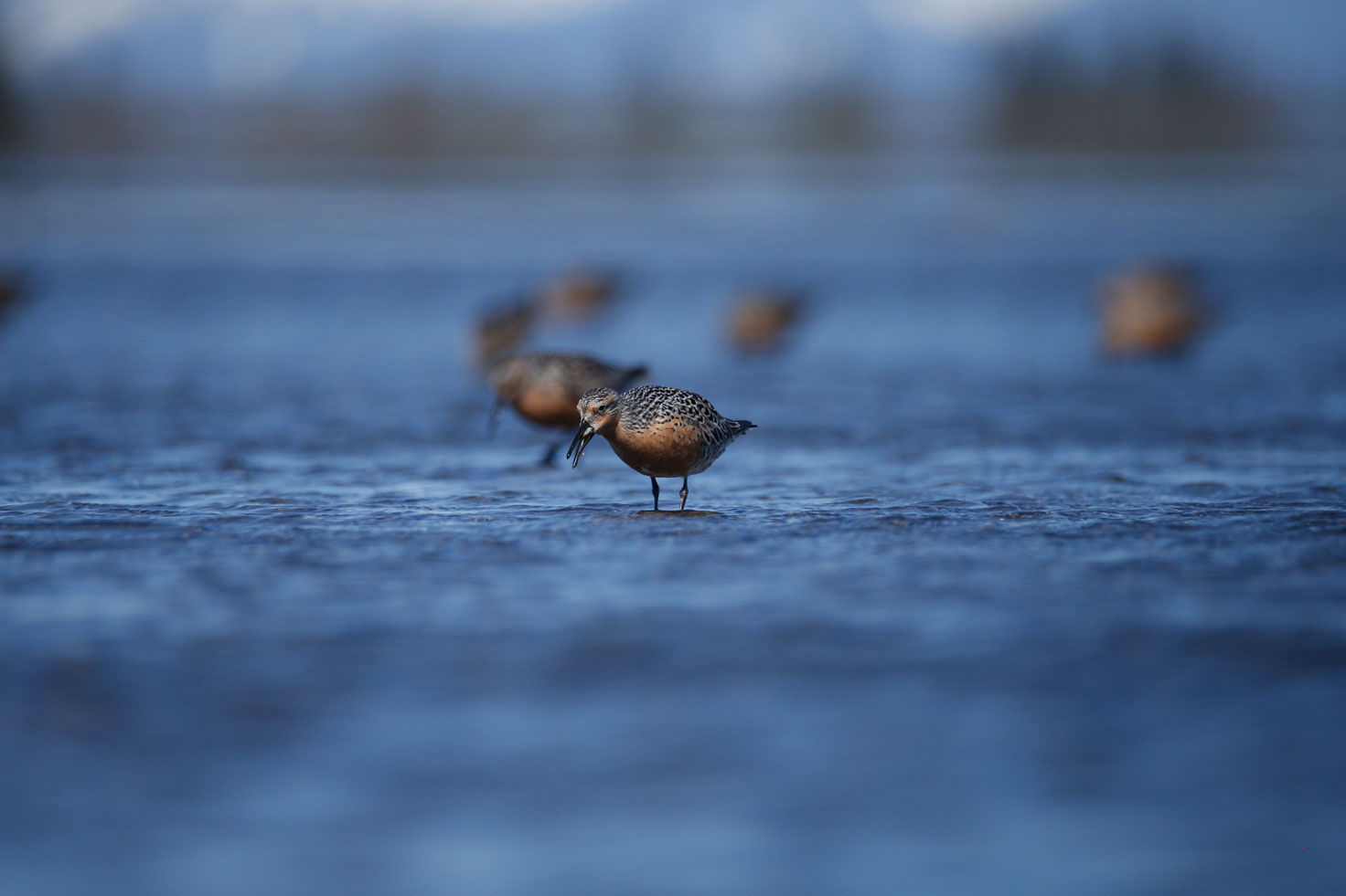 Photo by Blake Richard - Alaska Department of Fish and Game (ADFG)