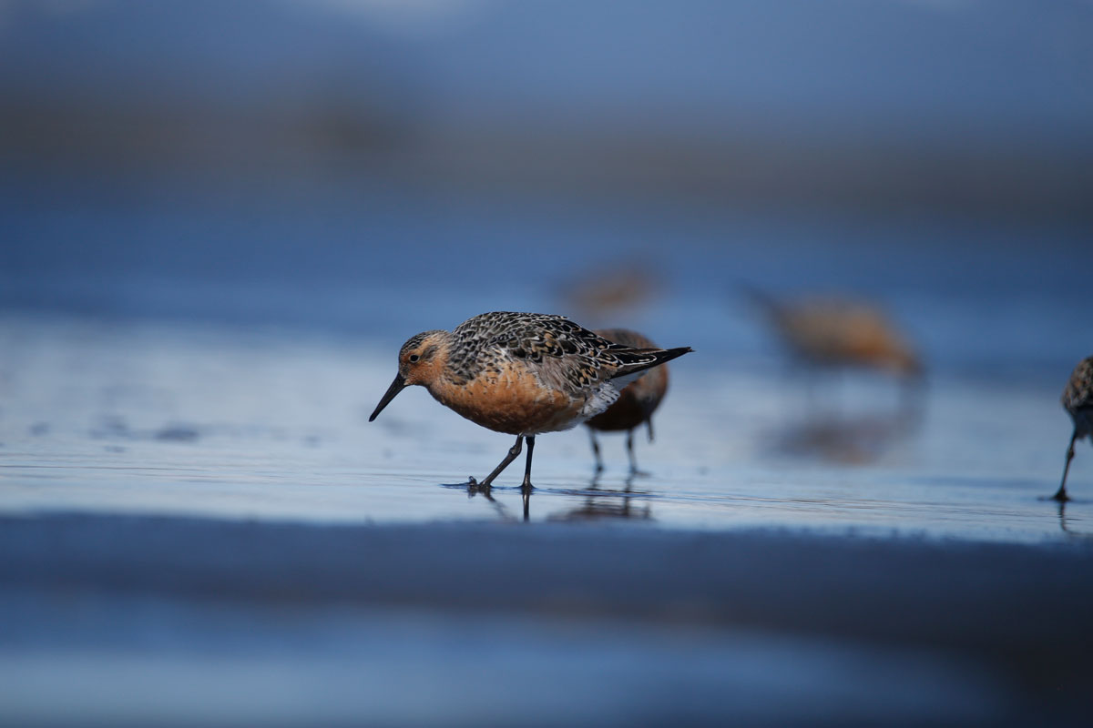 Photo by Blake Richard - Alaska Department of Fish and Game (ADFG)