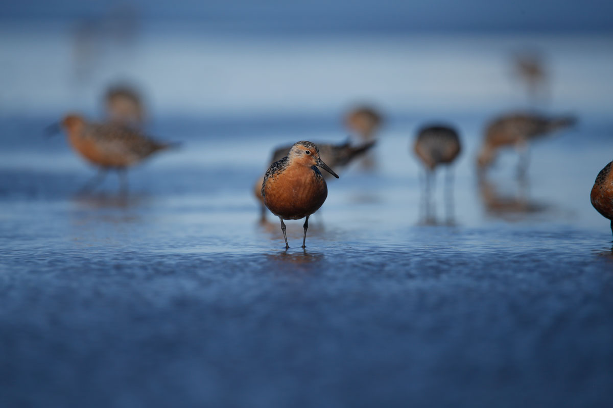 Photo by Blake Richard - Alaska Department of Fish and Game (ADFG)