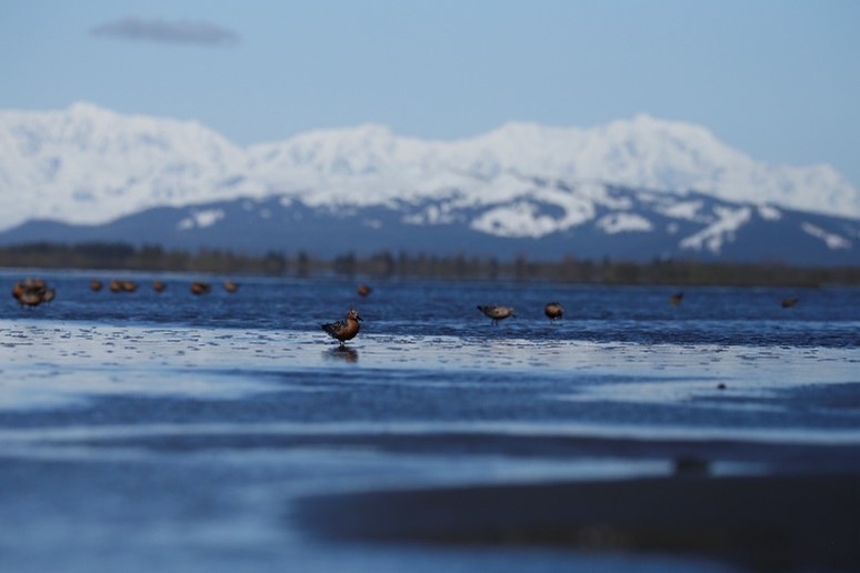 Photo by Blake Richard - Alaska Department of Fish and Game (ADFG)