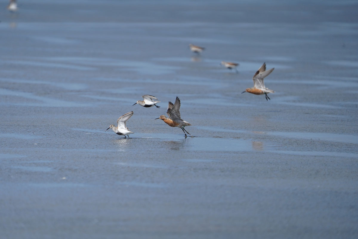 Photo by Blake Richard - Alaska Department of Fish and Game (ADFG)