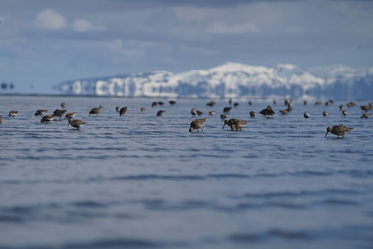 Photo by Blake Richard - Alaska Department of Fish and Game (ADFG)