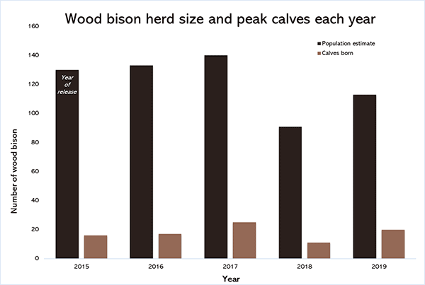 Graph of wood bison herd size and peak calves each year