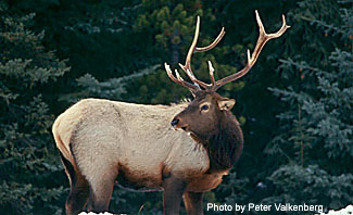 https://www.adfg.alaska.gov/static/species/disease/images/elk.jpg