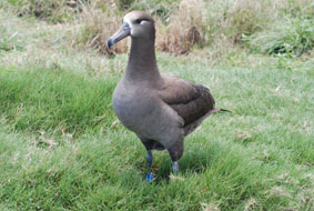 Photo of a Black-footed Albatross