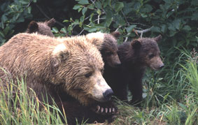 Photo of a Brown Bear