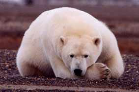 Photo of a Polar Bear