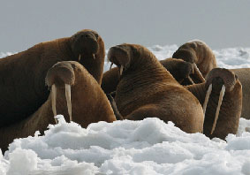 Photo of a Pacific Walrus