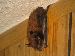 bat in building