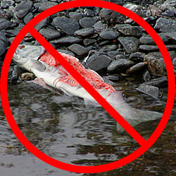 salmon carcass