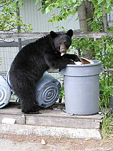 Bear eating pizza