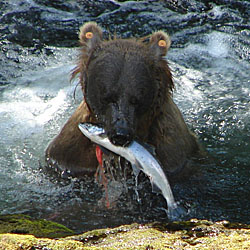 Brown Bear eating salmon