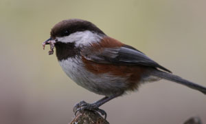 photo of a chickadee